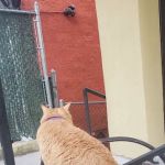 Bronx Animal Hospital / Bronx Vet Center