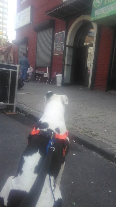 Grand Concourse Animal Hospital Picture 7