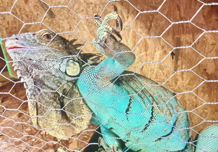 True Exotic Pets Picture 10
