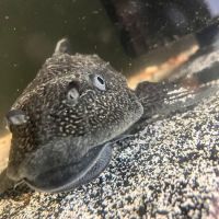 True Exotic Pets ico