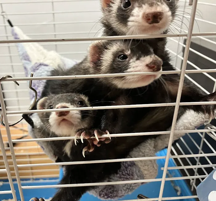 True Exotic Pets Picture 8
