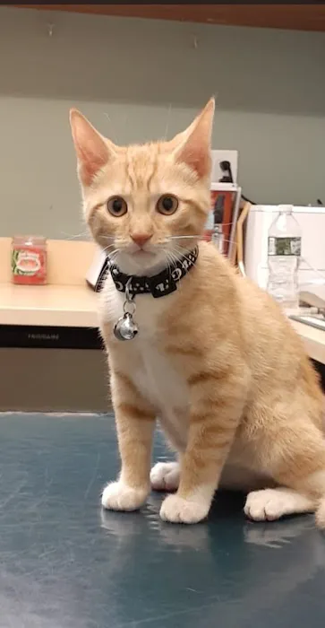 Bronx Veterinary Center Picture 7