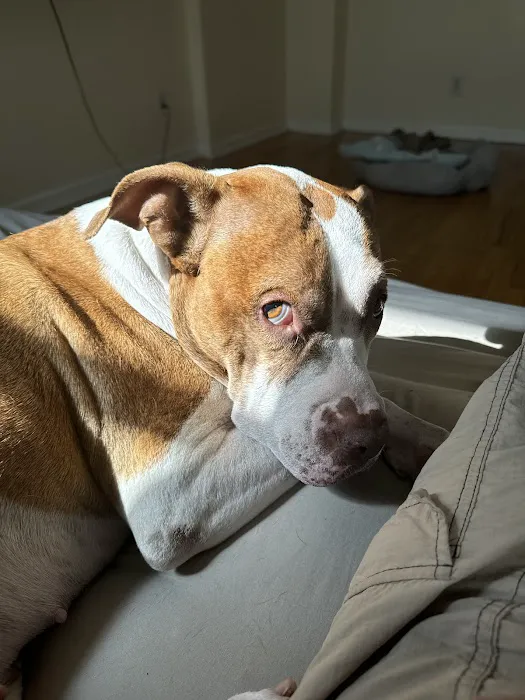 Bronx Veterinary Center Picture 1