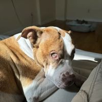 Bronx Veterinary Center ico