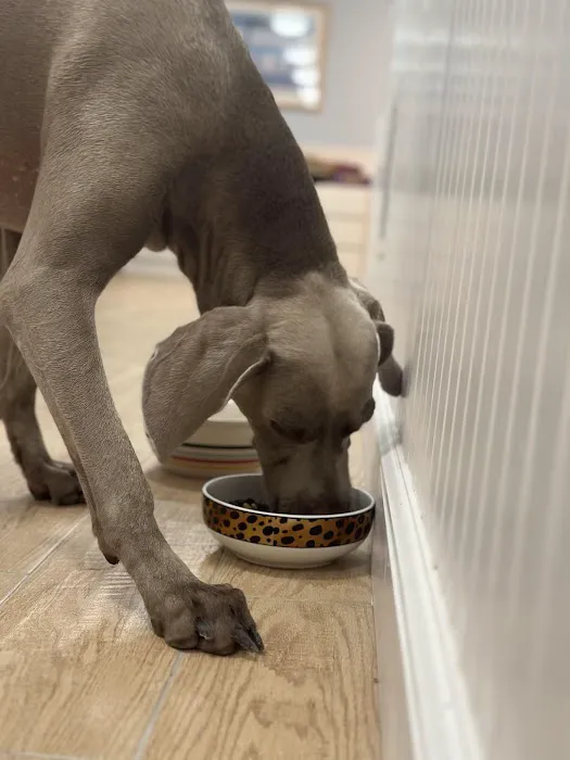 Pet Love Food Picture 1