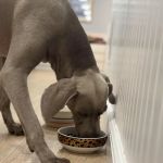 Pet Love Food