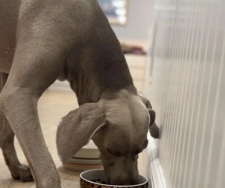 Pet Love Food