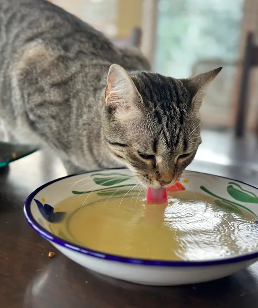 Pet Love Food Picture 7