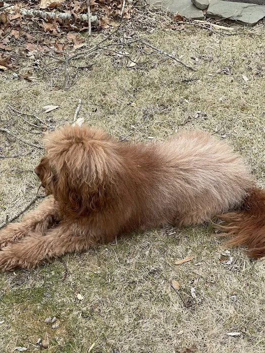 Harbor Pets Picture 8
