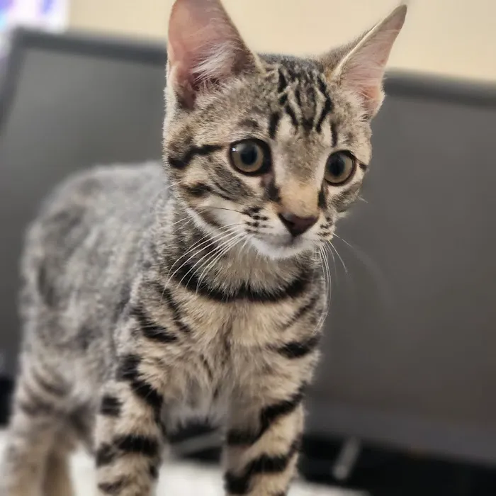 Modern Vet Care Picture 9