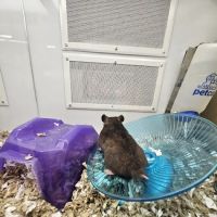 Petco ico