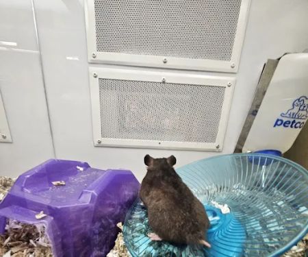 Petco