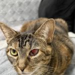 ASPCA Community Veterinary Clinic - By Appointment Only