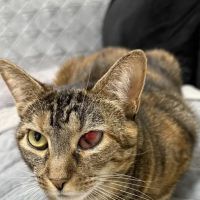 ASPCA Community Veterinary Clinic - By Appointment Only ico