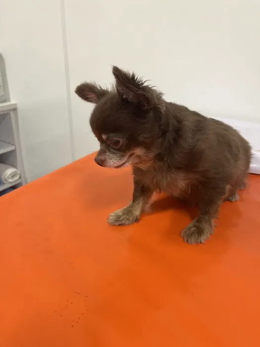 ASPCA Community Veterinary Clinic - By Appointment Only Picture 7