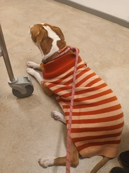 ASPCA Community Veterinary Clinic - By Appointment Only Picture 2