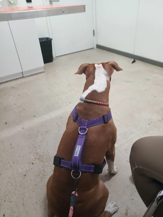 ASPCA Community Veterinary Clinic - By Appointment Only Picture 4