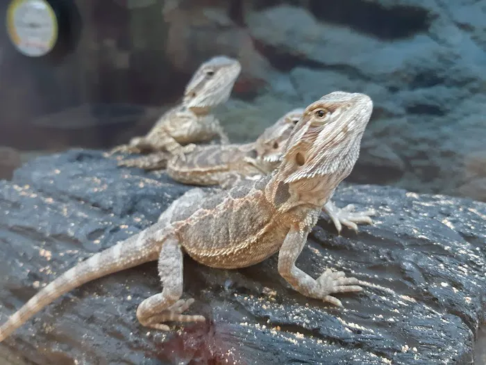 Petco Picture 2