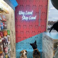 Wag Nation ico
