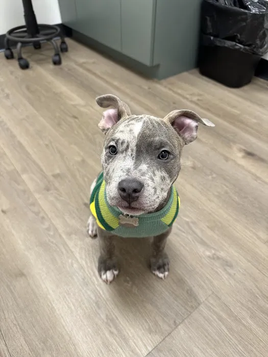 The Animal Cardiology Center Picture 5