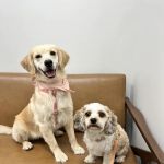 The Animal Cardiology Center