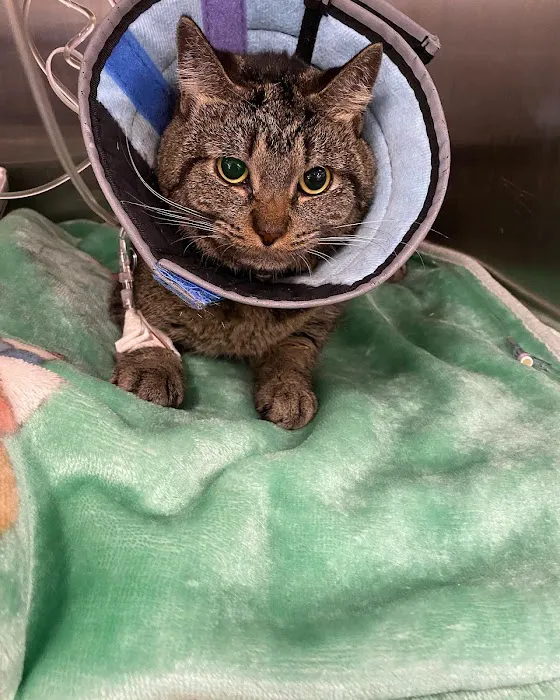BluePearl Pet Hospital Picture 6