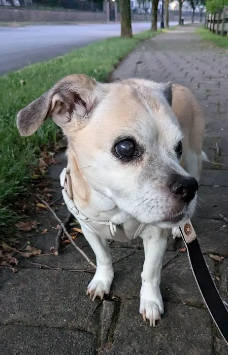 BluePearl Pet Hospital Picture 3
