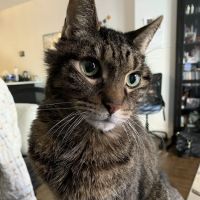 BluePearl Pet Hospital ico