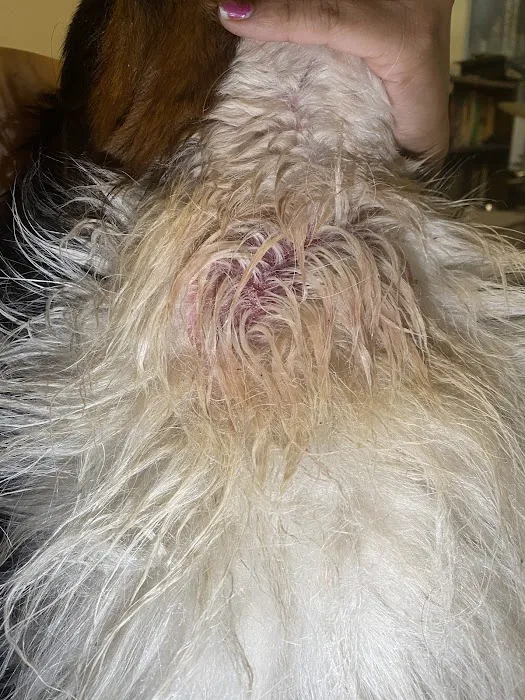 BluePearl Pet Hospital Picture 9