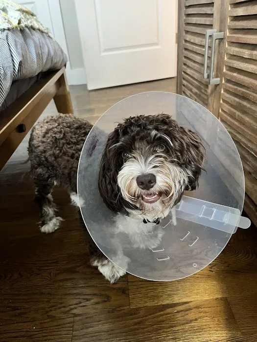 BluePearl Pet Hospital Picture 4