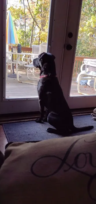 Pet Wants Portsmouth RI Picture 1