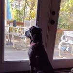 Pet Wants Portsmouth RI