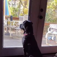 Pet Wants Portsmouth RI ico
