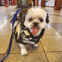 Banfield Pet Hospital ico