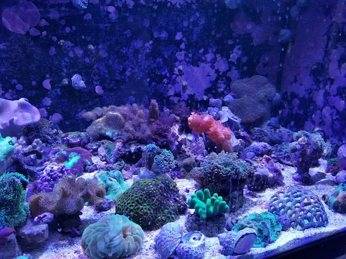 Sea Creature Aquarium Picture 2