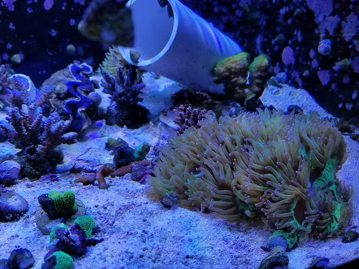 Sea Creature Aquarium Picture 3