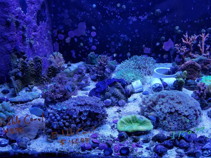Sea Creature Aquarium Picture 7