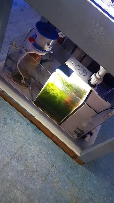 Sea Creature Aquarium Picture 8