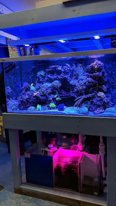 Sea Creature Aquarium Picture 10