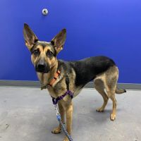 Greenpoint Veterinary Care ico