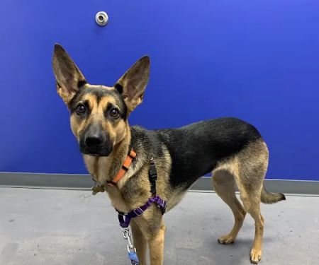 Greenpoint Veterinary Care
