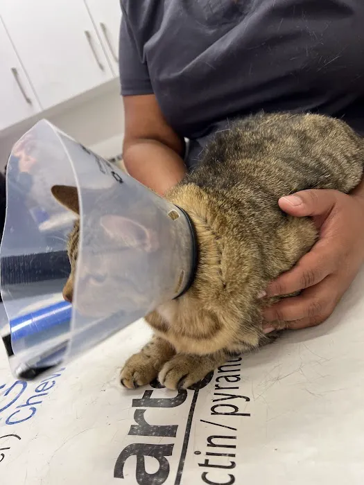 Veterinary Care Group - Greenpoint Picture 2