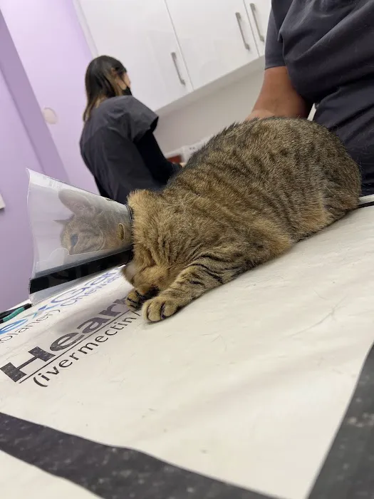 Veterinary Care Group - Greenpoint Picture 4