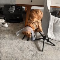 Veterinary Care Group - Greenpoint ico