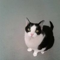 Urban Vets Animal Hospital ico