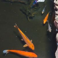 DAVE'S CORALS ico