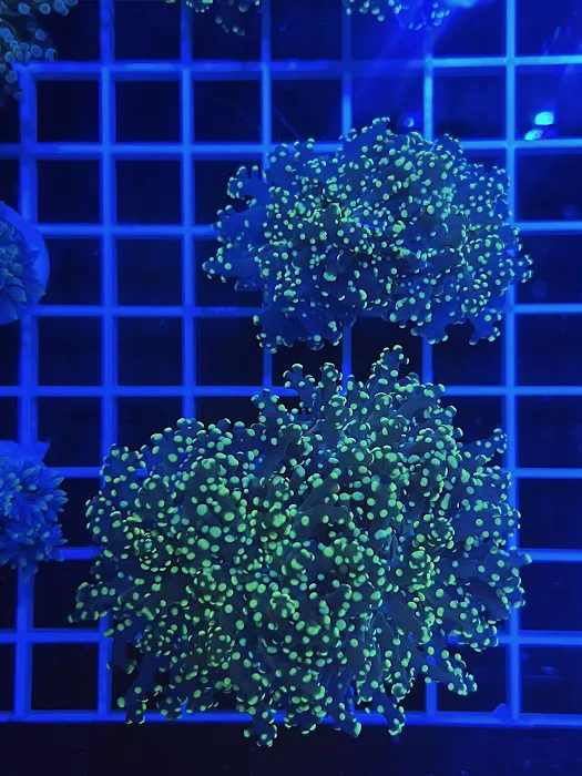 DAVE'S CORALS Picture 9