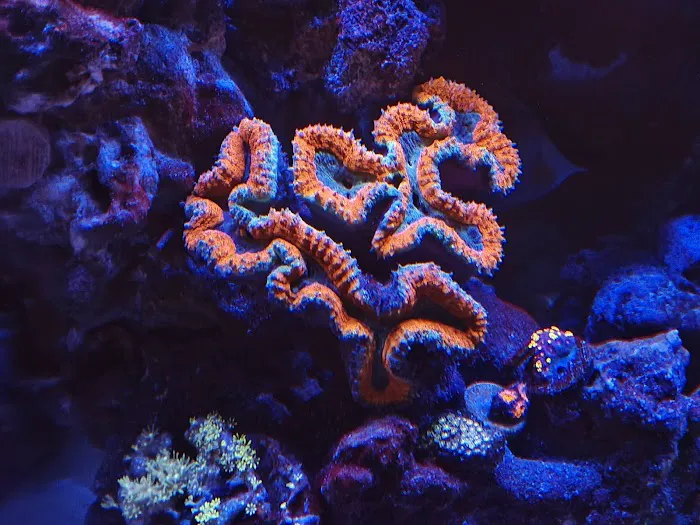 DAVE'S CORALS Picture 7