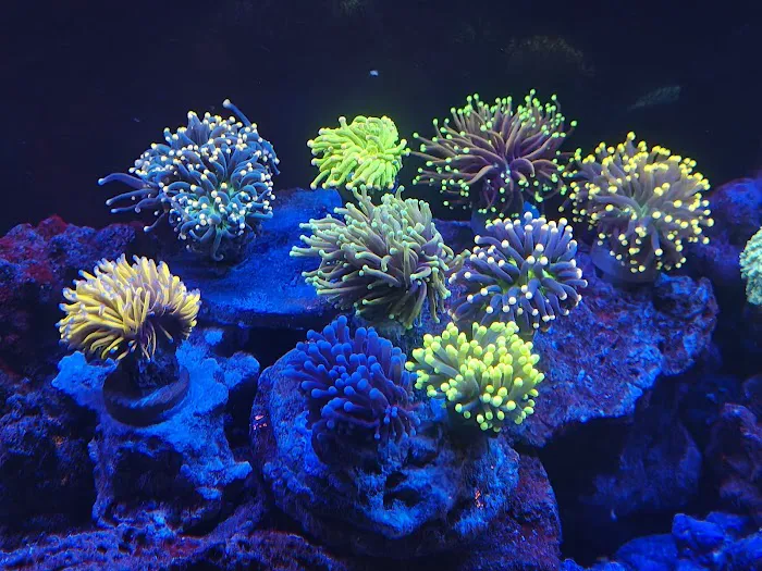 DAVE'S CORALS Picture 3