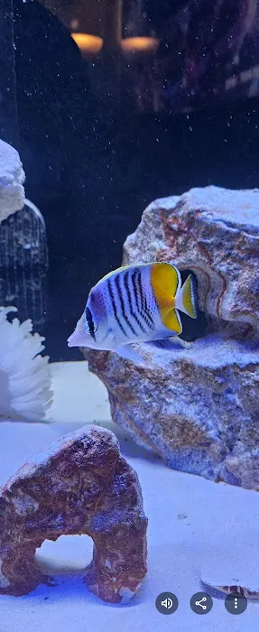 DAVE'S CORALS Picture 2